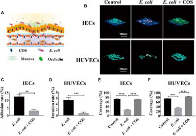 Chitosan Oligosaccharides Regulate the Occurrence and Development of Enteritis in a Human Gut-On-a-Chip